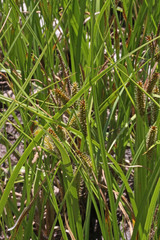 Carex utriculata