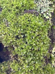 Syntrichia latifolia