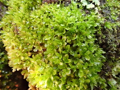 Syntrichia latifolia