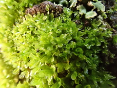 Syntrichia latifolia