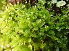 Syntrichia latifolia