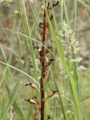 Gastrodia molloyi