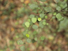 Streblus heterophyllus