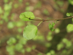 Streblus heterophyllus