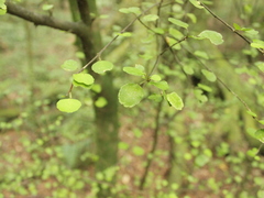 Streblus heterophyllus