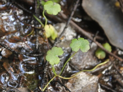 Hydrocotyle heteromeria