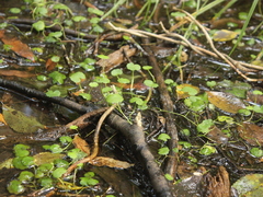 Hydrocotyle heteromeria