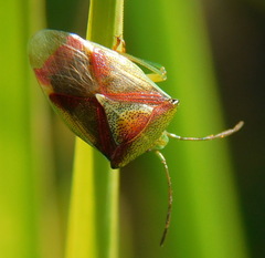 Elasmostethus interstinctus