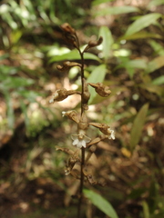Gastrodia cunninghamii