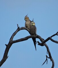 Nymphicus hollandicus