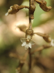 Gastrodia cunninghamii