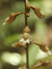 Gastrodia cunninghamii