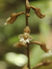 Gastrodia cunninghamii