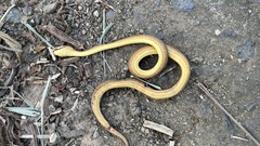 Pareas carinatus
