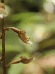 Gastrodia cunninghamii