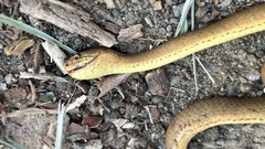 Pareas carinatus