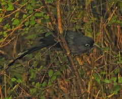 Phaenicophaeus viridirostris