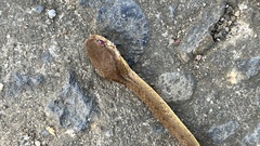 Pareas carinatus