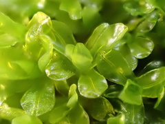 Syntrichia latifolia