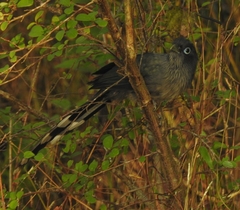 Phaenicophaeus viridirostris