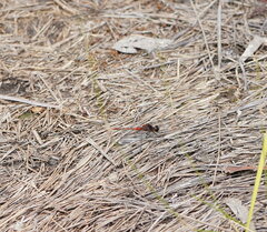 Diplacodes melanopsis