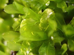 Syntrichia latifolia