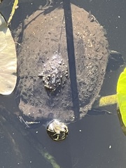 Pseudemys peninsularis