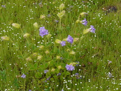 Strobilanthes sessilis