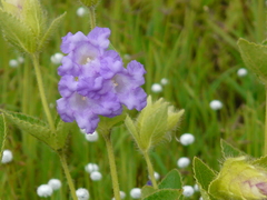 Strobilanthes sessilis
