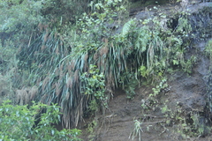 Machaerina sinclairii