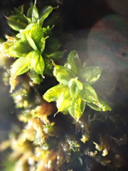Syntrichia papillosa