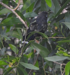 Phaenicophaeus viridirostris