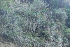 Machaerina sinclairii