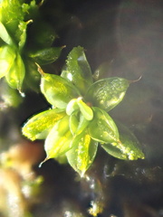 Syntrichia papillosa