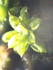Syntrichia papillosa