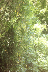 Passiflora tetrandra