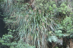 Machaerina sinclairii