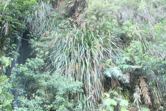 Machaerina sinclairii