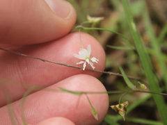 Arthropodium candidum