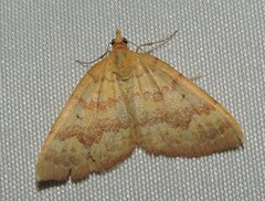 Chrysolarentia correlata