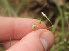 Arthropodium candidum
