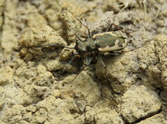 Neocicindela latecincta