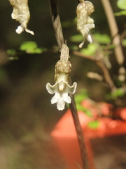 Gastrodia cooperae