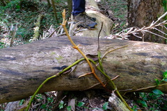 Pseudovanilla foliata