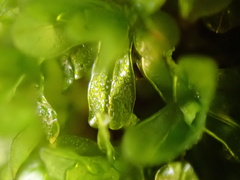 Syntrichia latifolia