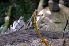 Pseudovanilla foliata
