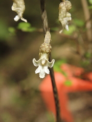Gastrodia cooperae