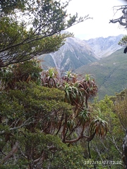 Dracophyllum traversii