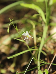 Arthropodium candidum