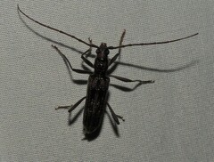 Aesiotyche favosa